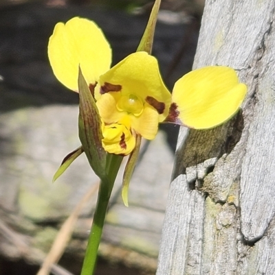Diuris sulphurea (Tiger Orchid) at Belconnen, ACT - 14 Oct 2023 by sangio7