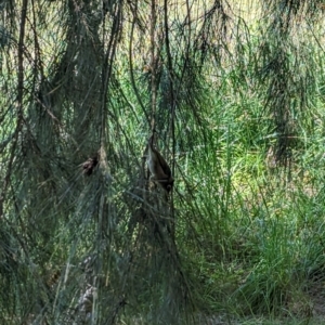 Zosterops lateralis at Evatt, ACT - 18 Oct 2023 11:18 AM