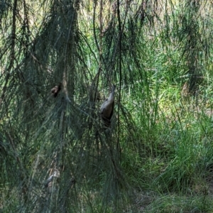 Zosterops lateralis at Evatt, ACT - 18 Oct 2023