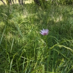 Tragopogon porrifolius subsp. porrifolius (Salsify, Oyster Plant) at Evatt, ACT - 18 Oct 2023 by rbannister