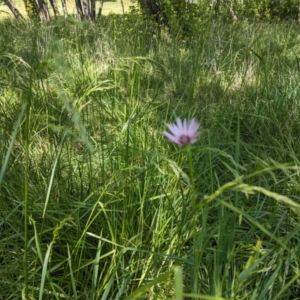 Tragopogon porrifolius subsp. porrifolius at Evatt, ACT - 18 Oct 2023 11:11 AM