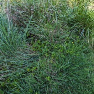 Potentilla indica at Evatt, ACT - 18 Oct 2023