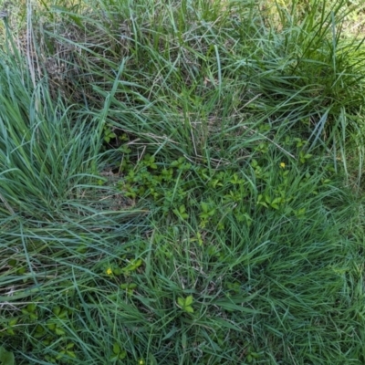 Potentilla indica (Indian Strawberry) at Evatt, ACT - 18 Oct 2023 by rbannister