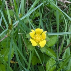 Potentilla indica at Evatt, ACT - 18 Oct 2023