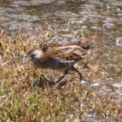 Zapornia pusilla (Baillon's Crake) at Fyshwick, ACT - 18 Oct 2023 by RodDeb