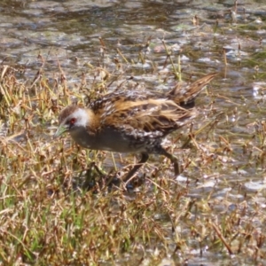 Zapornia pusilla at Fyshwick, ACT - 18 Oct 2023