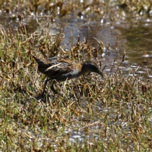 Zapornia pusilla at Fyshwick, ACT - 18 Oct 2023