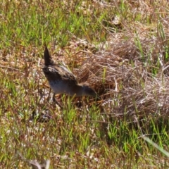 Zapornia pusilla at Fyshwick, ACT - 18 Oct 2023