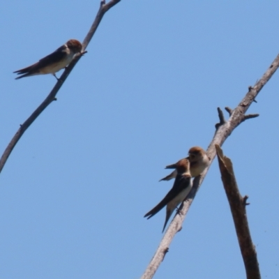 Petrochelidon ariel (Fairy Martin) at Fyshwick, ACT - 18 Oct 2023 by RodDeb