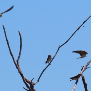 Petrochelidon ariel at Fyshwick, ACT - 18 Oct 2023