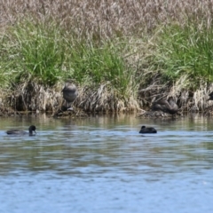 Stictonetta naevosa (Freckled Duck) at Fyshwick, ACT - 18 Oct 2023 by RodDeb