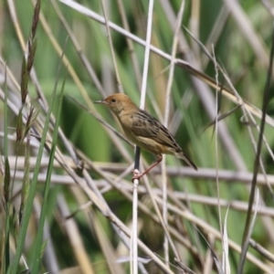 Cisticola exilis at Fyshwick, ACT - 18 Oct 2023