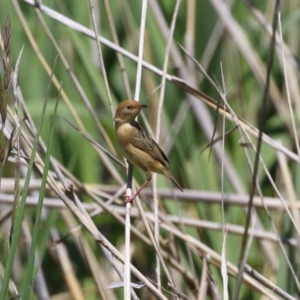 Cisticola exilis at Fyshwick, ACT - 18 Oct 2023