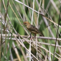 Cisticola exilis at Fyshwick, ACT - 18 Oct 2023