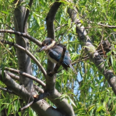 Todiramphus sanctus (Sacred Kingfisher) at Fyshwick, ACT - 18 Oct 2023 by RodDeb