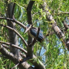 Todiramphus sanctus at Fyshwick, ACT - 18 Oct 2023