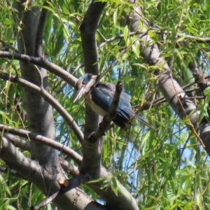 Todiramphus sanctus at Fyshwick, ACT - 18 Oct 2023