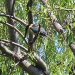 Todiramphus sanctus at Fyshwick, ACT - 18 Oct 2023