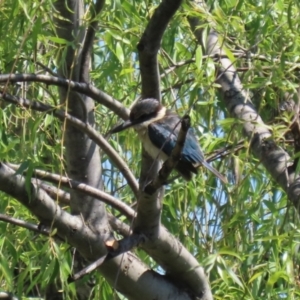 Todiramphus sanctus at Fyshwick, ACT - 18 Oct 2023