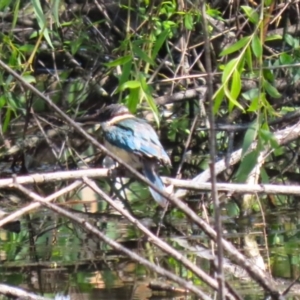 Todiramphus sanctus at Fyshwick, ACT - 18 Oct 2023