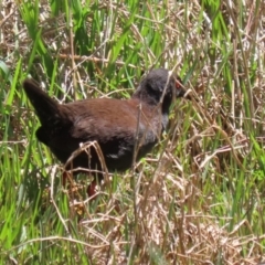 Zapornia tabuensis (Spotless Crake) at Jerrabomberra Wetlands - 18 Oct 2023 by RodDeb