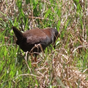 Zapornia tabuensis at Fyshwick, ACT - 18 Oct 2023