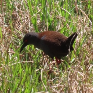 Zapornia tabuensis at Fyshwick, ACT - 18 Oct 2023