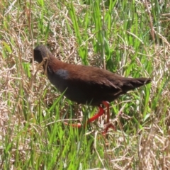 Zapornia tabuensis at Fyshwick, ACT - 18 Oct 2023