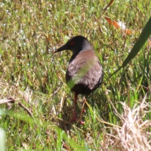 Zapornia tabuensis at Fyshwick, ACT - 18 Oct 2023