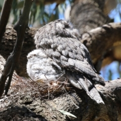 Podargus strigoides (Tawny Frogmouth) at Fyshwick, ACT - 18 Oct 2023 by RodDeb