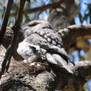 Podargus strigoides at Fyshwick, ACT - 18 Oct 2023