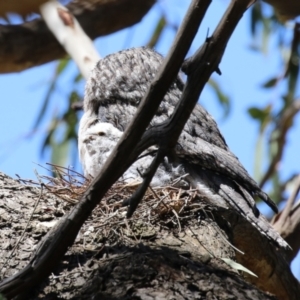 Podargus strigoides at Fyshwick, ACT - 18 Oct 2023