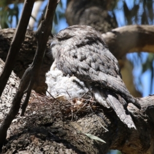 Podargus strigoides at Fyshwick, ACT - 18 Oct 2023