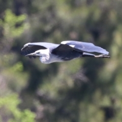 Ardea pacifica (White-necked Heron) at Fyshwick, ACT - 18 Oct 2023 by RodDeb