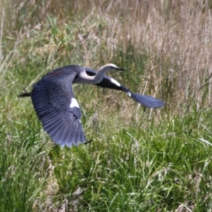 Ardea pacifica at Fyshwick, ACT - 18 Oct 2023