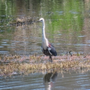 Ardea pacifica at Fyshwick, ACT - 18 Oct 2023 12:03 PM