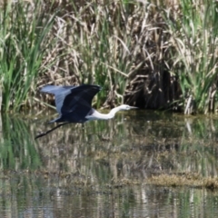 Ardea pacifica at Fyshwick, ACT - 18 Oct 2023