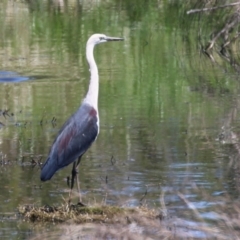 Ardea pacifica at Fyshwick, ACT - 18 Oct 2023