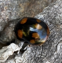 Paropsisterna octosignata (Eucalyptus leaf beetle) at Kama - 18 Oct 2023 by SteveBorkowskis