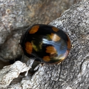 Paropsisterna octosignata at Belconnen, ACT - 19 Oct 2023