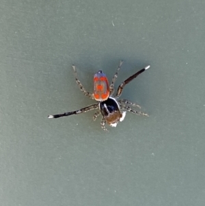 Maratus pavonis at Belconnen, ACT - 19 Oct 2023