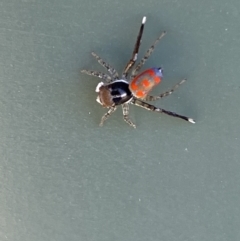 Maratus pavonis at Belconnen, ACT - suppressed