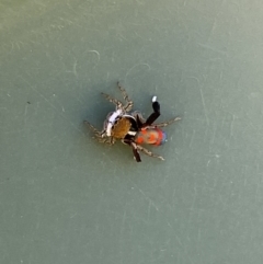 Maratus pavonis at Belconnen, ACT - suppressed