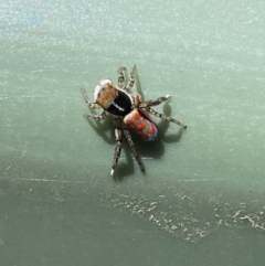 Maratus pavonis at Belconnen, ACT - suppressed