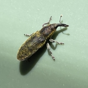 Lixus cardui at Belconnen, ACT - 19 Oct 2023