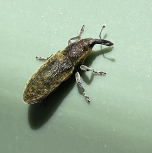 Lixus cardui at Belconnen, ACT - 19 Oct 2023