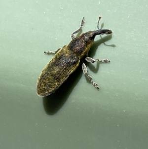 Lixus cardui at Belconnen, ACT - 19 Oct 2023