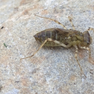 Anisoptera (suborder) at Thurgoona, NSW - 19 Oct 2023