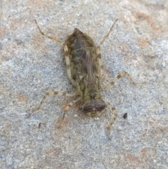 Anisoptera (suborder) at Thurgoona, NSW - 19 Oct 2023