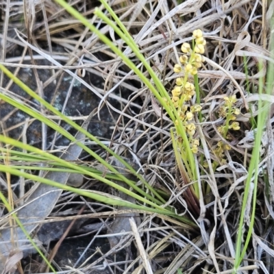 Lomandra filiformis subsp. coriacea (Wattle Matrush) at Belconnen, ACT - 14 Oct 2023 by sangio7
